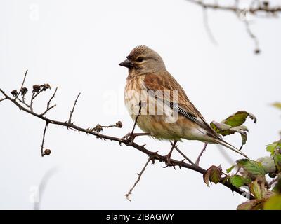 Linnet, Linaria cannabina, single bird on branch, Warwickshire, May 2022 Stock Photo