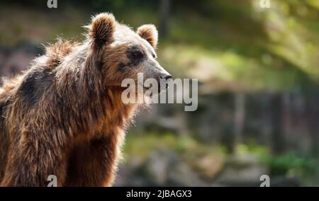 Kamchatka brown bear - Ursus arctos beringianus - closeup on head, sun shines to fur, blurred background Stock Photo