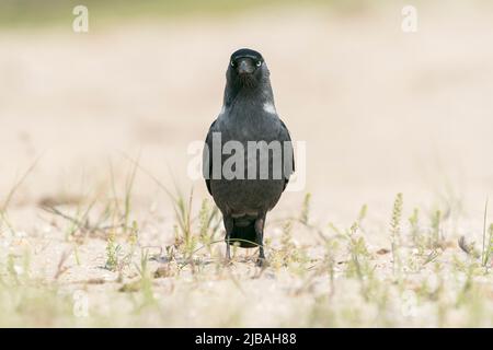 western jackdaw, Corvus monedula, single adult walking on short vegetation, Danube delta, Romania Stock Photo