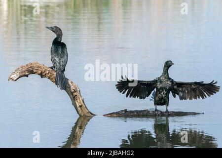 Pygmy Cormorant, Microcarbo pygmaeus, two adults perched on tree stump, Danube delta, Romania, 25 April 2022 Stock Photo