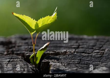 A small delicate plant with green leaves grows from a sawn off charred tree stump, backlit against a green background in sunlight