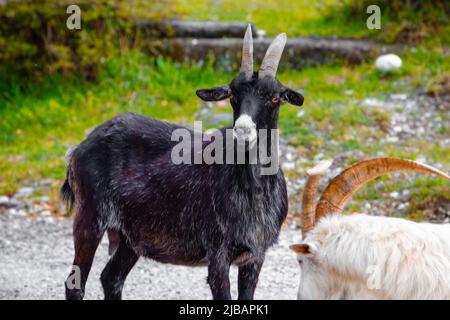 Black goat with horns on the road Stock Photo