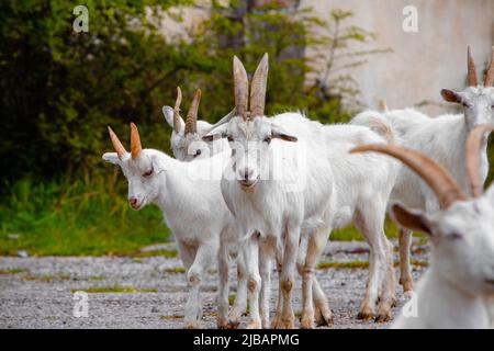 Lots of goats on the road Stock Photo