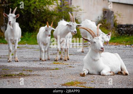 Lots of goats on the road Stock Photo