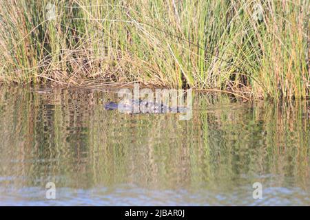 Lake Shelby Wetlands in Gulf Shores, Alabama, USA at Gulf Shores State