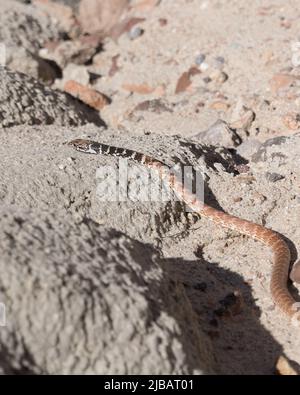 A western coachwhip snake (or red racer) suns itself on sandstone rocks in the northern Mojave Desert at California's Red Rock Canyon State Park. Stock Photo