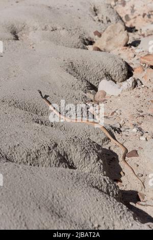 A Western Coachwhip snake (red racer) raises its head in the Mojave desert at Red Rock Canyon State Park in California. Stock Photo