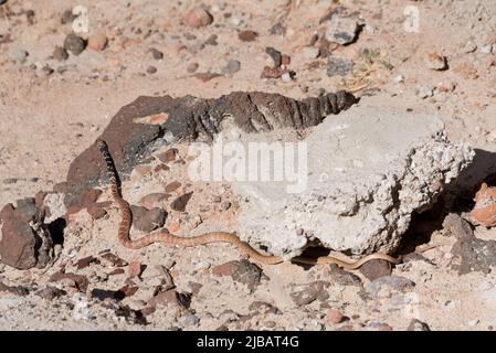 A western coachwhip snake (red racer) matches rocks beneath it in the Mojave desert at Red Rock Canyon State Park in California. Evolution, camouflage. Stock Photo