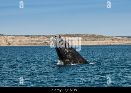 Right Whale jumping , Eubalaena Autralis, Glacialis, Patagonia , Peninsula Valdes, Patagonia, Argentina. Stock Photo