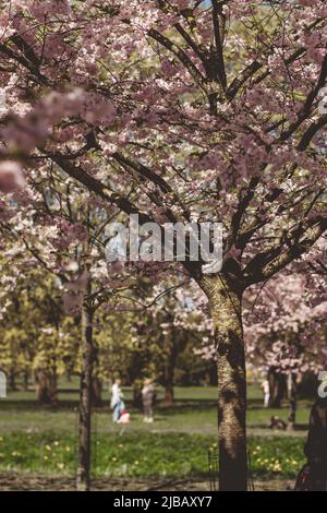 Sakura Cherry blossoming alley. Wonderful scenic park with rows of blooming cherry sakura trees and green lawn in spring. Pink flowers of cherry tree. Stock Photo