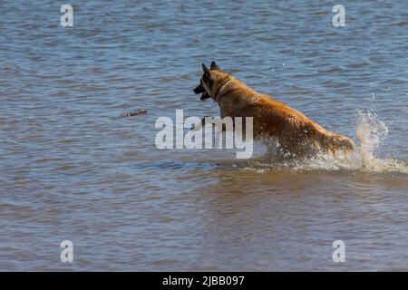 The Belgian Shepherd also known as the Belgian Sheepdog or the Chien de Berger Belge. A dog runs in shallow water on the shores of Lake Michigan. Stock Photo