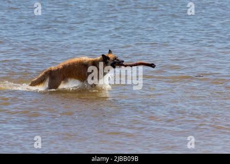 The Belgian Shepherd also known as the Belgian Sheepdog or the Chien de Berger Belge. A dog runs in shallow water on the shores of Lake Michigan. Stock Photo