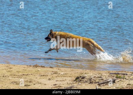 The Belgian Shepherd also known as the Belgian Sheepdog or the Chien de Berger Belge. A dog runs in shallow water on the shores of Lake Michigan. Stock Photo