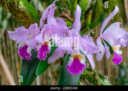 colombian orchids white with purple in the foreground Stock Photo