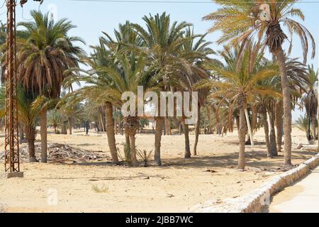 Prophet Moses Springs, Water wells and palms in Sinai Peninsula, Ras Sidr, Egypt, The Springs of Moses are a group of hot springs forming a small fert Stock Photo