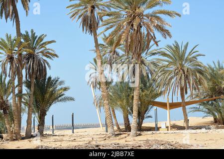 Prophet Moses Springs, Water wells and palms in Sinai Peninsula, Ras Sidr, Egypt, The Springs of Moses are a group of hot springs forming a small fert Stock Photo