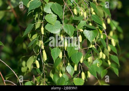 birch fruits and leaves on twig closeup selective focus Stock Photo