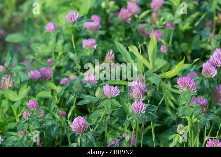 Trifolium pratense,  in meadow red clover closeup selective focus Stock Photo