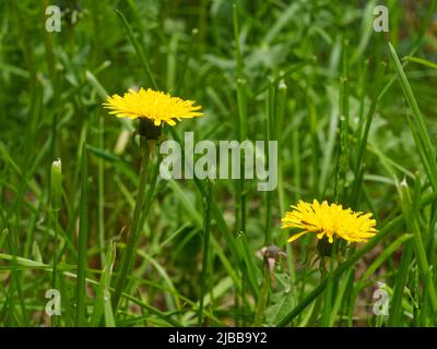 Dandelion in bloom in a field. Quebec,Canada Stock Photo