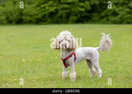 Cute small light brown trimmed poodle with red harness standing and posing on grass Stock Photo