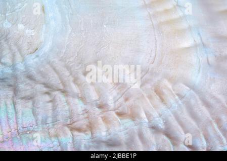 Pearl surface luxury background close up Stock Photo