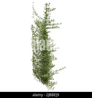 3D illustration climbing plants creepers isolated on white background Stock Photo