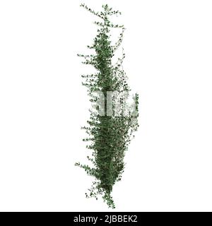 3D illustration climbing plants creepers isolated on white background Stock Photo