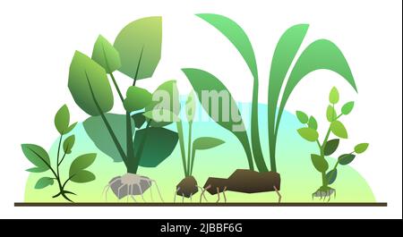 Seedling garden plants with roots. Sowing agricultural material. Isolated on white background. Vector Stock Vector