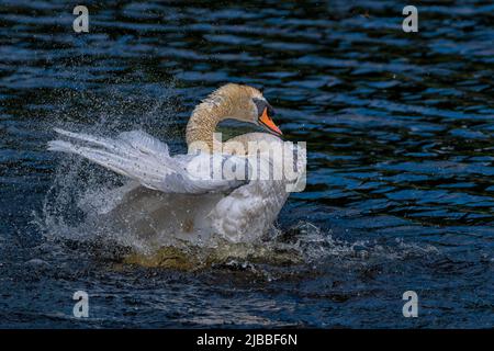 Male Mute Swan Cygnus olor splashing and preening itself at the RSPB nature reserve of Lakenheath Fen in Suffolk, UK Stock Photo