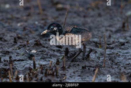 Water Rail Rallus aquaticus juvenile attempting to feed at the edge of a reed bed at the RSPB nature reserve of Lakenheath Fen, Suffolk, UK Stock Photo