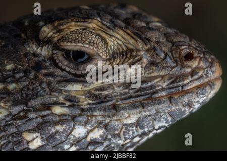A western fence lizard (Sceloporus occidentalis) at high magnification showing the reptiles scales and details of its head. Stock Photo