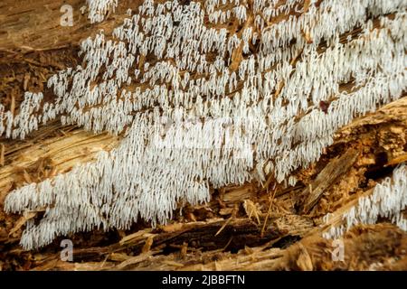 Mt Nemo - Slime Mould (Ceratiomyxa fruticulosa var. arbuscula) Stock Photo