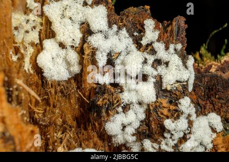 Mt Glorious - Fungi (Ceratiomyxa fruticulosa var. arbuscula) Stock Photo