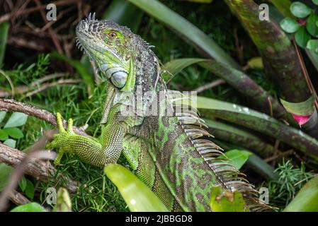 Wild green iguana in the backyard of a personal residence in West Palm Beach, Florida. (USA) Stock Photo