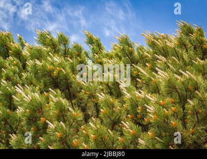 Flowering Scots pine Pinus sylvestris Scotch pine European red Scots pine or Baltic pine. Close up, selective focus branch with cones flowers and poll Stock Photo