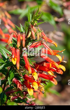 Sydney Australia, lobelia laxiflora a perennial with colourful tubular flowers. Stock Photo