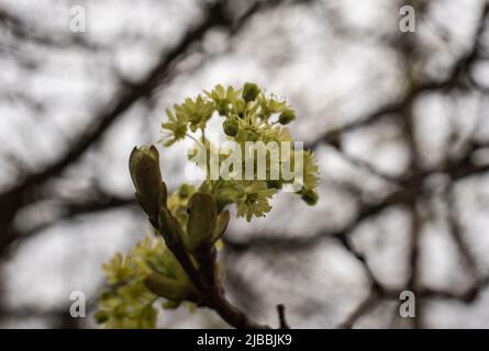 close-up of the flowers of a norway maple tree in springtime Stock Photo