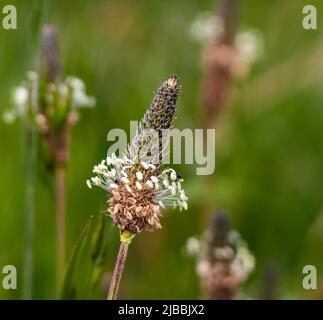 Tuft ribwort Plantago lanceolata on natural background. Herb used in alternative medicine. Close up of Ribwort plantain plant. Shallow depth of field. Stock Photo