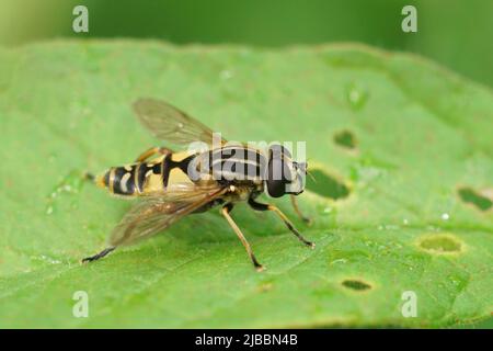 Closeup on a dangling marsh-lover hoverfly,Helophilus pendulus sitting on a green leaf in the garden Stock Photo