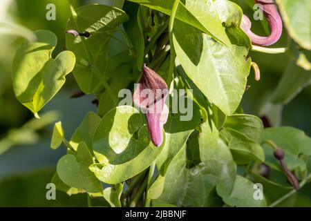 Aristolochia baetica (Aristolochiaceae), known as Andalusian Dutchman's Pipe or Pipe Vine.  Afro-iberian endemic poisonous native plant Stock Photo