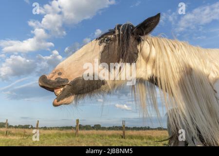 Portrait of Irish cob horse making smile. Alsace, France. Stock Photo