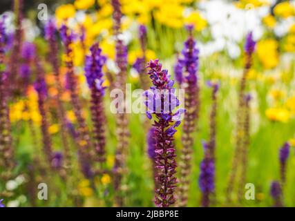 Purple flowers in field of flower with yellow flowers Stock Photo