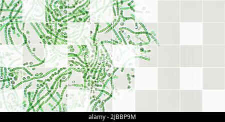 Nostoc algae under microscopic view, cyanobacteria, blue-green algae ...