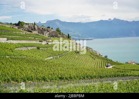 Lavaux, with its vineyard-covered terraces overlooking Lake Geneva, is one of Switzerland's best-known and most fascinating wine-growing regions Stock Photo