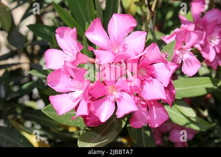 Pink Oleander Flowers - Nerium oleander Stock Photo
