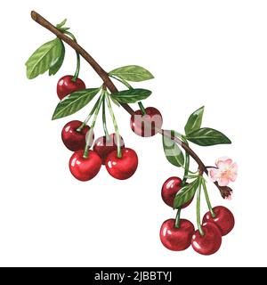 Cherry branch with berries. Watercolor illustration. Isolated on a white background. For your design. Suitable for cookbooks, recipes, aprons, kitchen Stock Photo