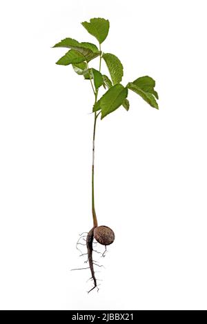 Sprout of a young walnut with roots and nutshell, isolated on white background Stock Photo