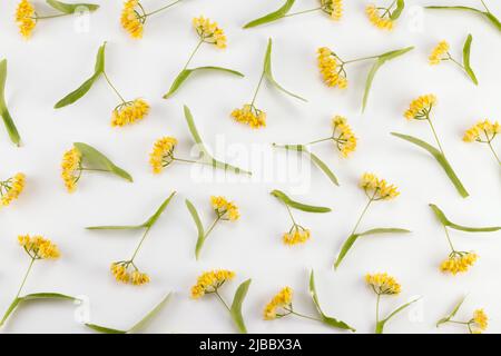 Lindens blossom set on a white background. Top view. Stock Photo