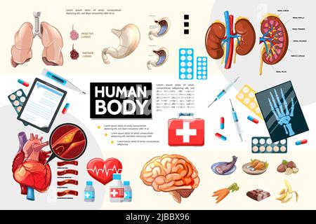 Cartoon human body anatomy infographics with internal organs food pills and medical equipment vector illustration Stock Vector