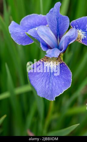 Closeup of flowering Iris Sibirica 'Ego' Stock Photo